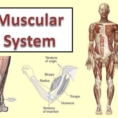 Muscular System