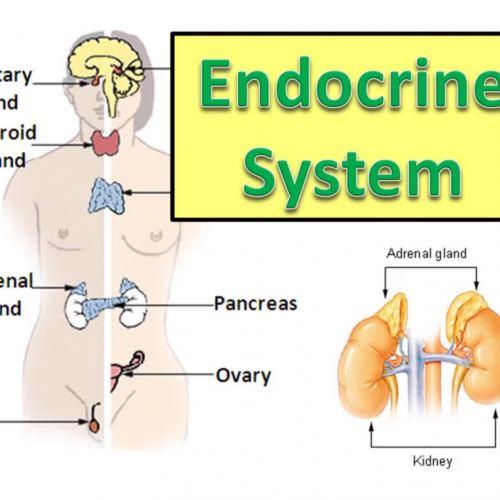 Endocrine System