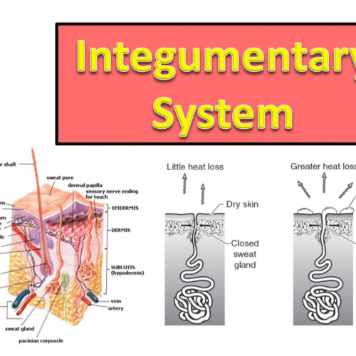 Integumentary System