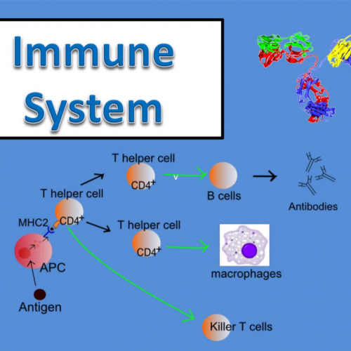 Immune System