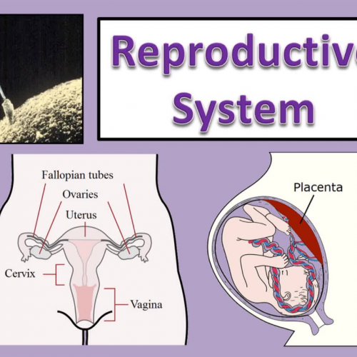 Reproductive System