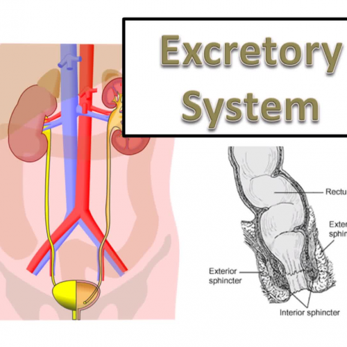 Excretory System