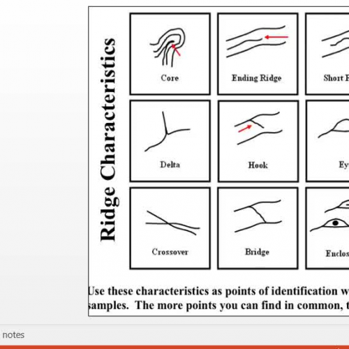 Fingerprint Minutiae 