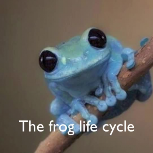 The Frog Lifecycle