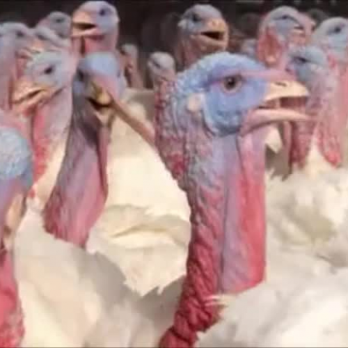 How Stuff Works? : The Turkey Industry Part 1