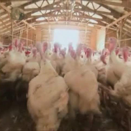 How Stuff Works: The Turkey Industry Part 2