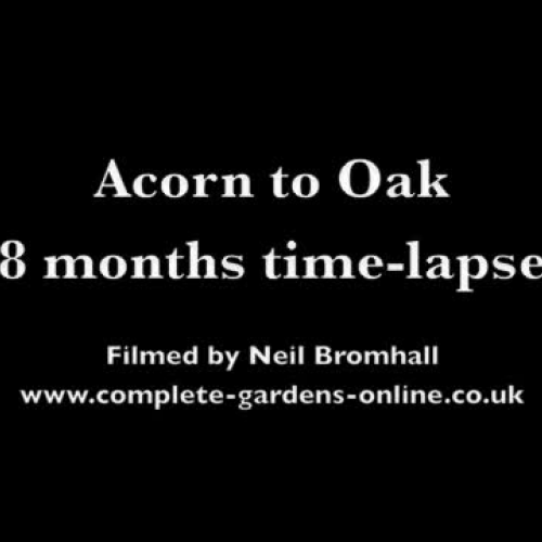 Acorn to Oak 