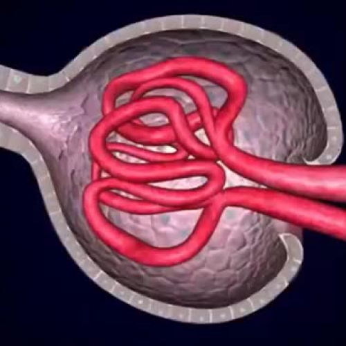 Glomerular Filtration 