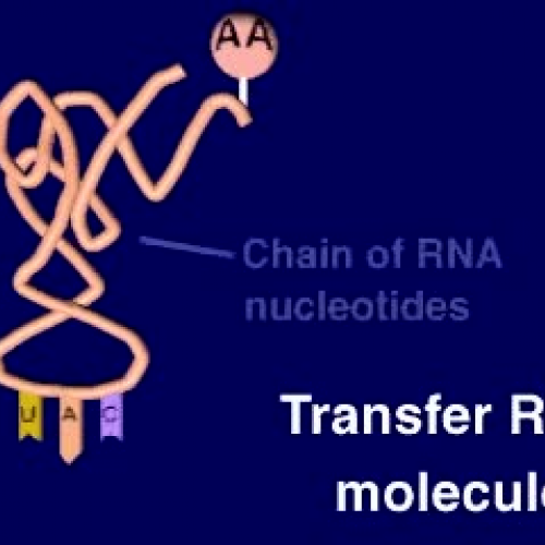 Protein Synthesis: Translation Process 