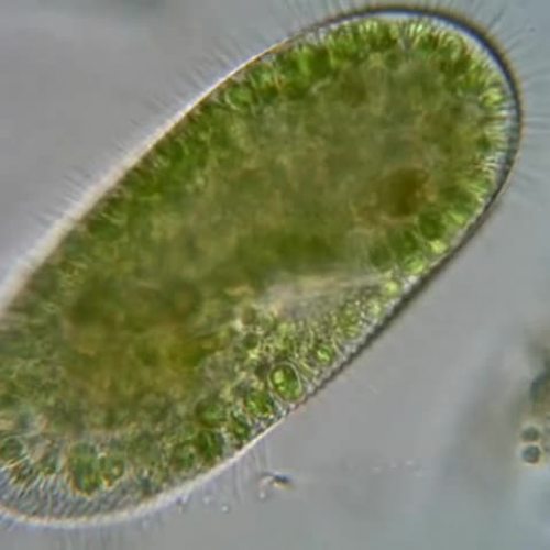 Cilia