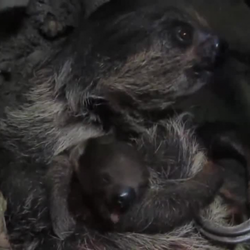 Mama and Baby Sloth Eating Breakfast