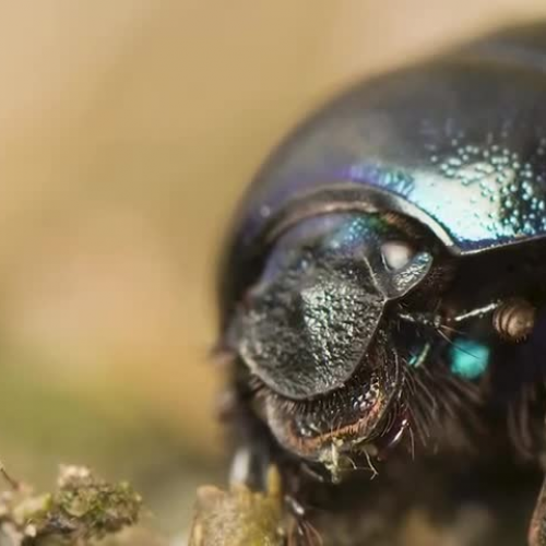 Quick Facts About the Dung Beetle