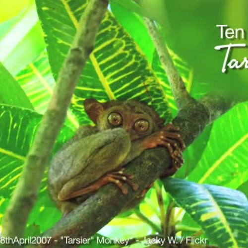Fun Facts About the Tarsier