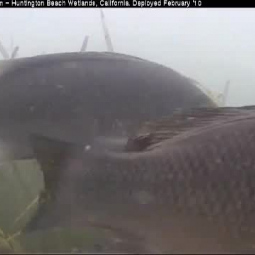 Classroom Fishcam Video