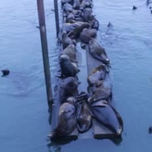 Seals from Astoria Oregon, Aug 2015
