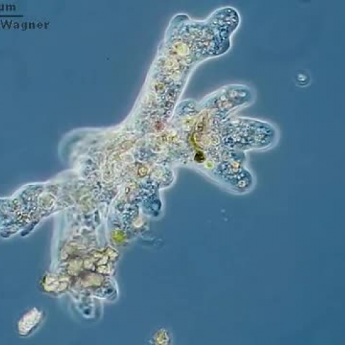 Amoeba in motion 