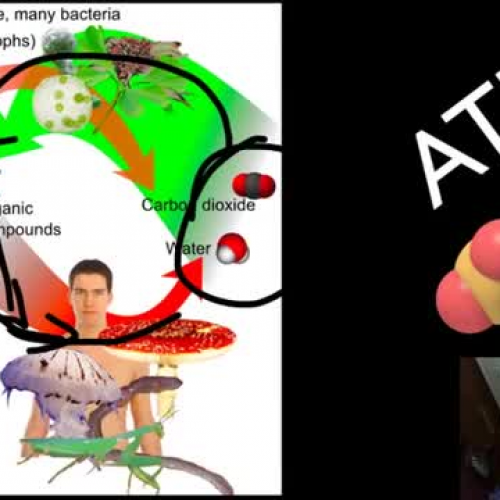 Characteristics of Life