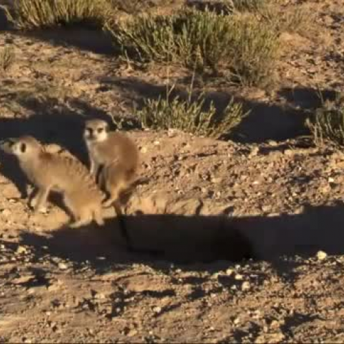 Meerkats vs. Cobra
