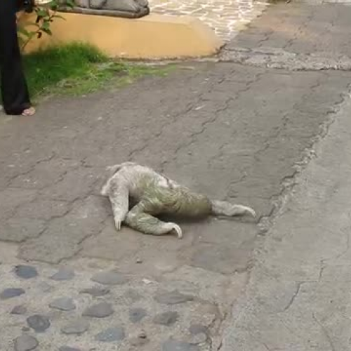 Sloth Crossing the Road