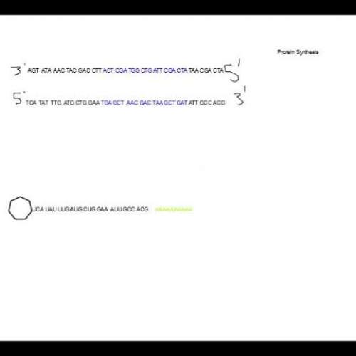 Protein Synthesis