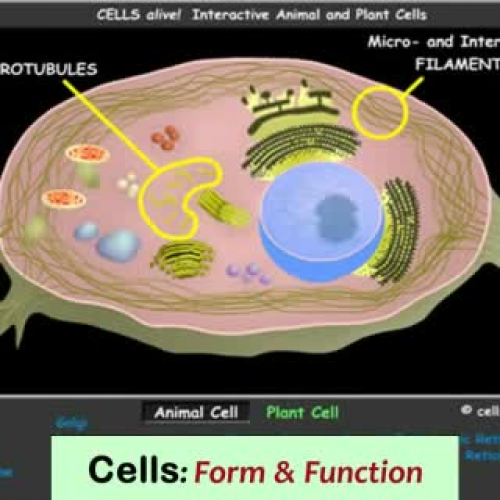 Biology I - The Cell Structures and Organelles [Notes Podcast]