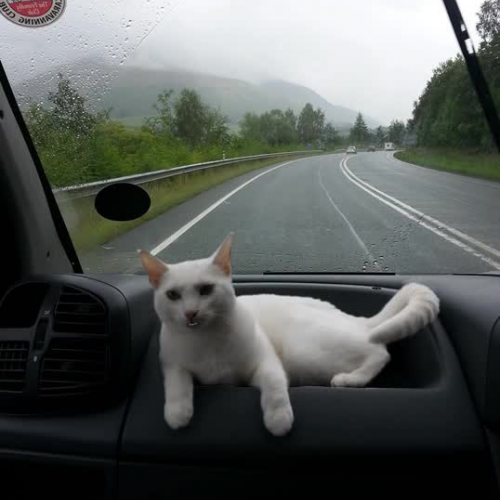 Travelling With Your Cat