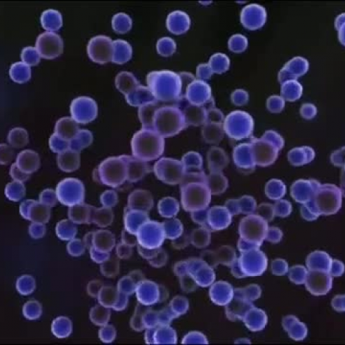 Introduction to Cells 