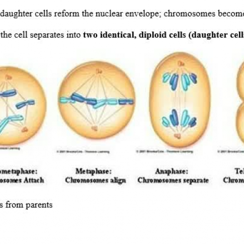 9/17 HWK: Mitosis