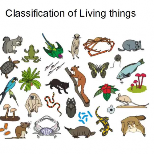 classification 