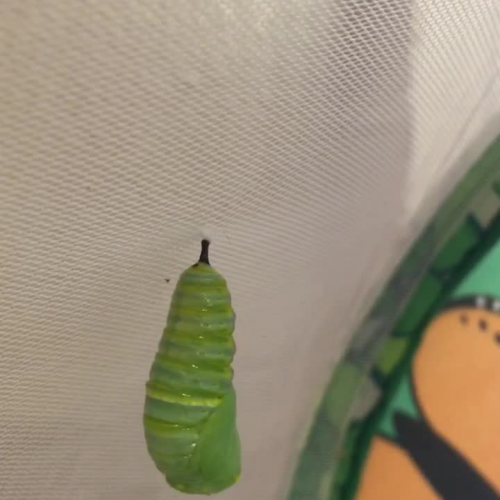 Monarch Caterpillar to Chrysalis