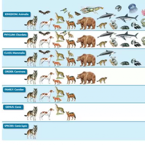 Scientific names 