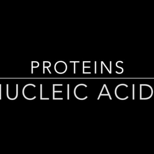 Proteins and Nucleic Acids Video Notes