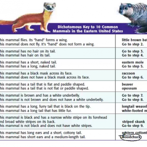 dichotomous key