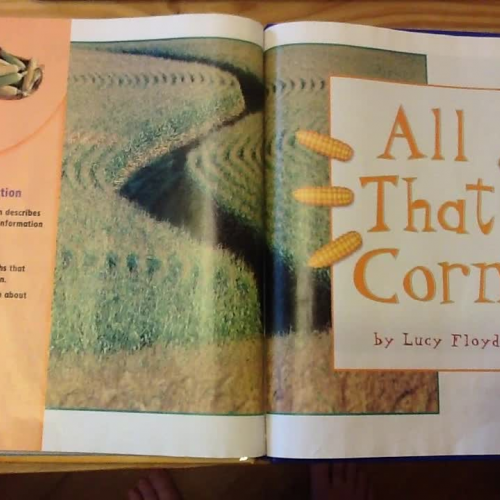 All That Corn!! 