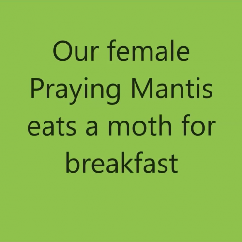 Praying Mantis