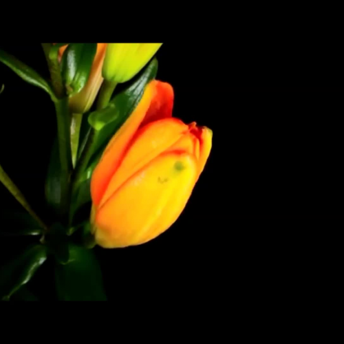 flower bloom