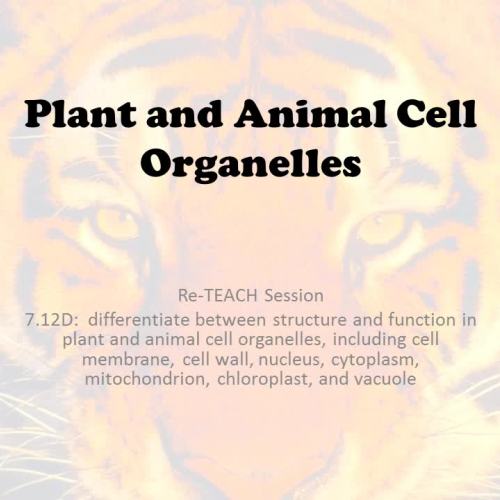 Plant and Animal Cell Organelles