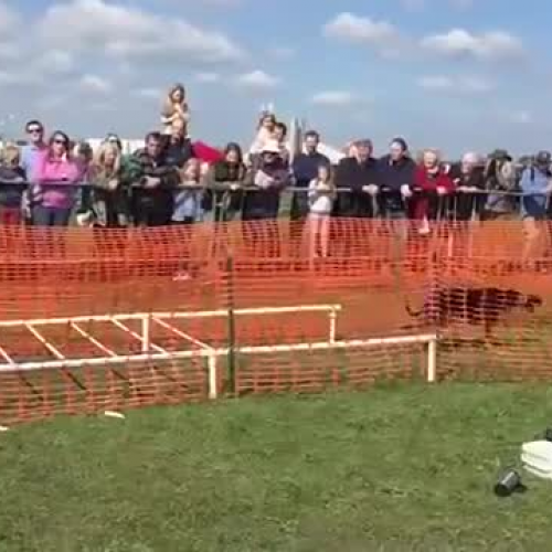 Can Dogs Really Fly?