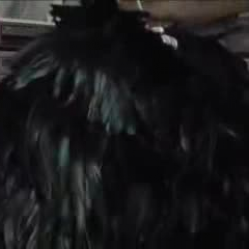 Costumes of Black Swan