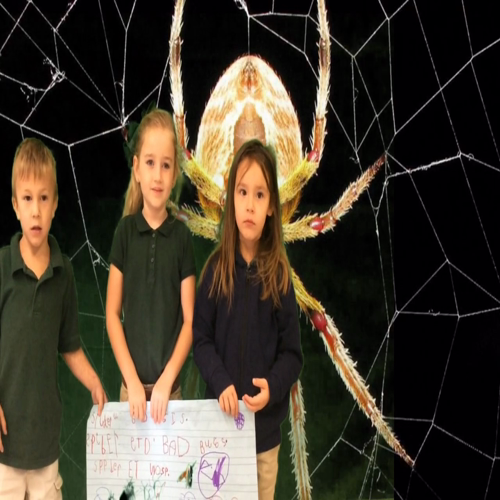 Kindergarten Spider Commercials