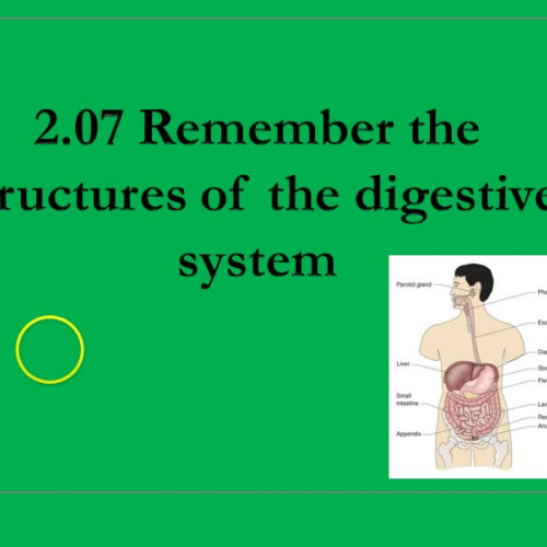 2.07 Structures of Digestive System
