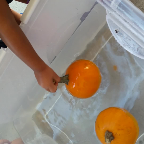 Will the pumpkin sink or float?
