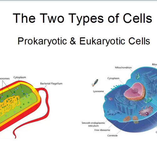 The two types of cells 
