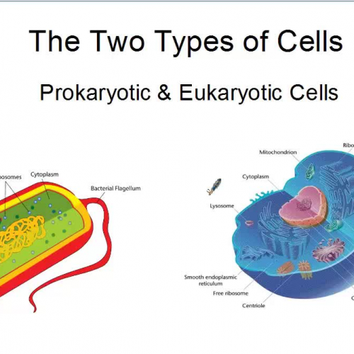 ribosomes-science-high-school-science-biology