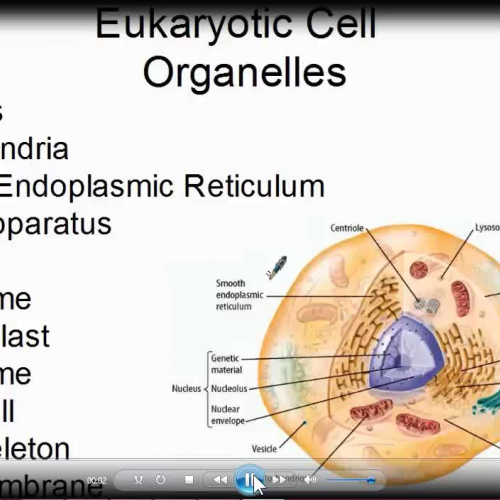 Cell organelle identification 