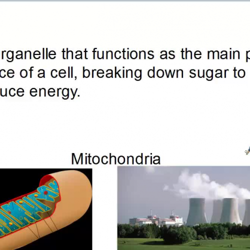 Description of the organelles 