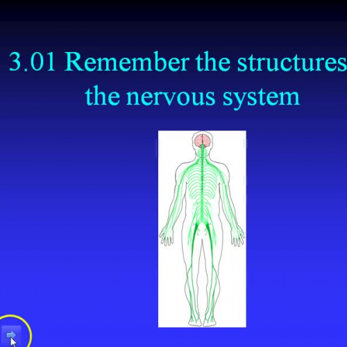 3.01 Structures of Nervous System