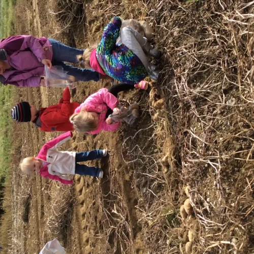 Potato Field
