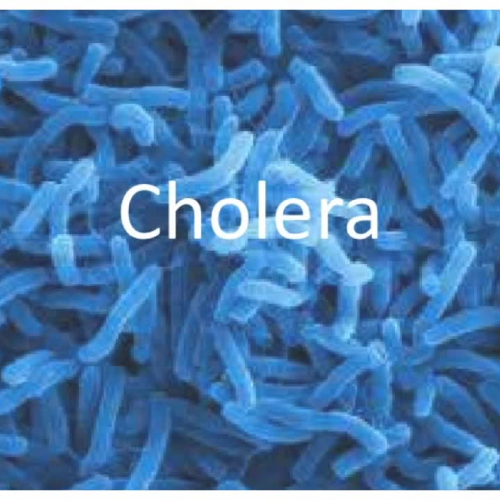 cholera-Imovie