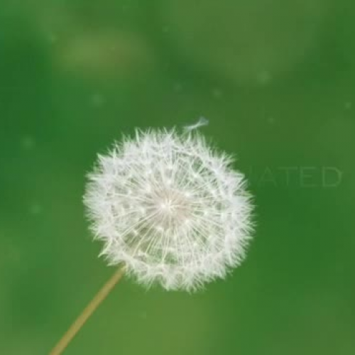 Xeroderma Pigmentosum